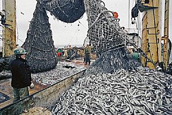 Для рыболовов снизят административные барьеры