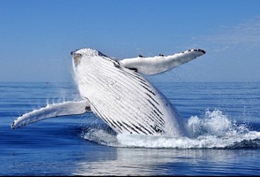 «Роснефть» вносит вклад в изучение и сохранение китообразных