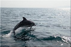 Впечатляющие итоги: «Роснефть» реализовала самые масштабные за постсоветский период исследования черноморских дельфинов