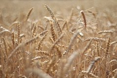 Соглашение по экспорту зерна из Украины: ожидания сторон