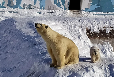 При поддержке «Роснефти» зоопарк в Якутии впервые в онлайне показал белого медвежонка