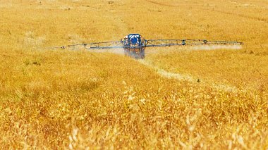 К концу года на рынке зерновых ожидается катастрофа