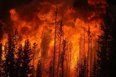 Зачем иркутские чиновники подожгли лес: версии случившегося